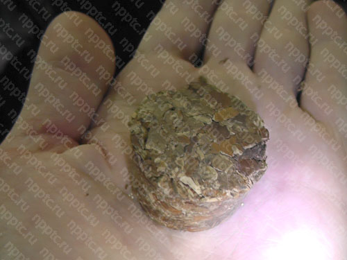 Дробление скорлупы фундука Дробление скорлупы фундука