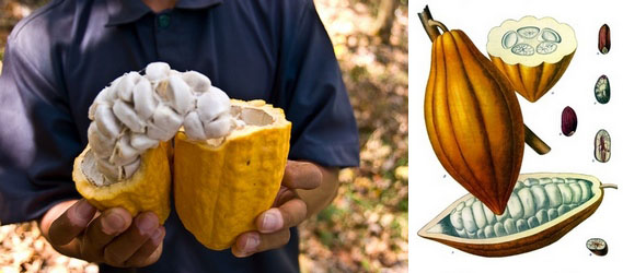 Плод какао