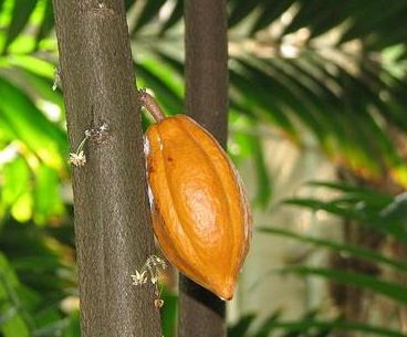 Плод какао